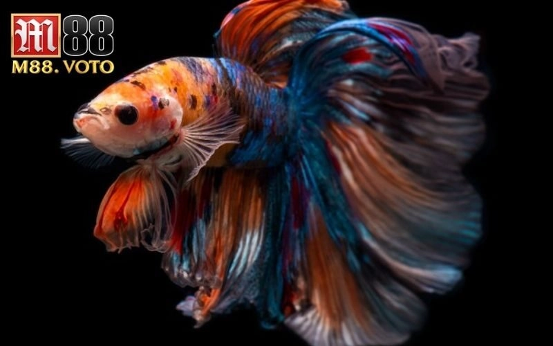 Bán cá chọi đẹp – Mẹo chọn mua cá chọi đẹp uy tín