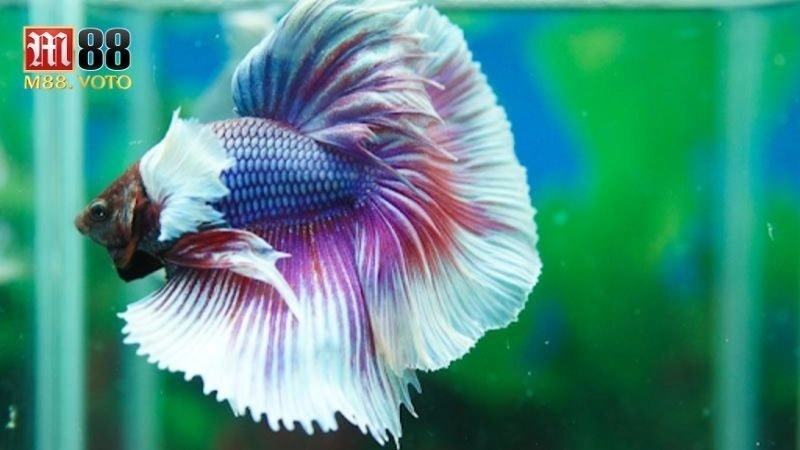 Cá Chọi Betta – Cẩm Nang Chăm Sóc và Nuôi Dưỡng Cho Người Mới