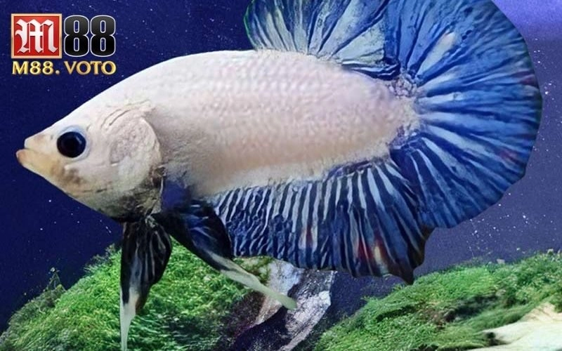 Cho cá chọi ăn – Hướng dẫn chi tiết cách cho ăn đúng