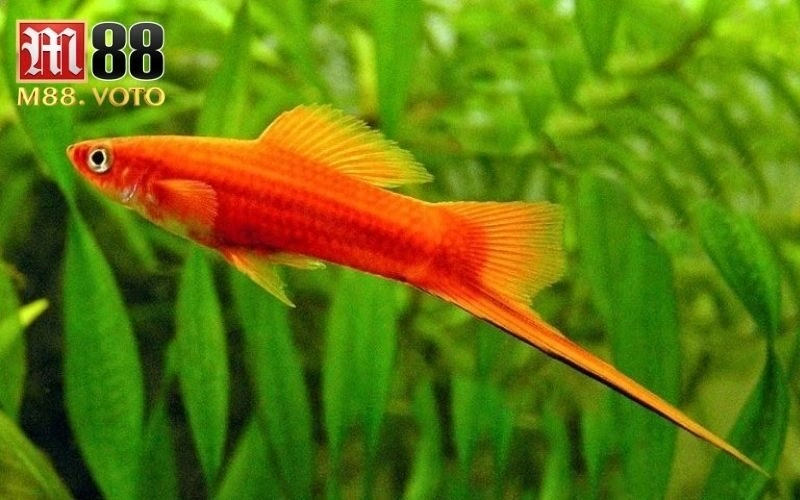 Chọi cá kiếm – Kinh nghiệm nuôi và huấn luyện