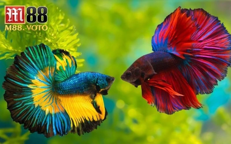 Giá cá chọi đẹp – Bảng giá thị trường mới nhất 2024